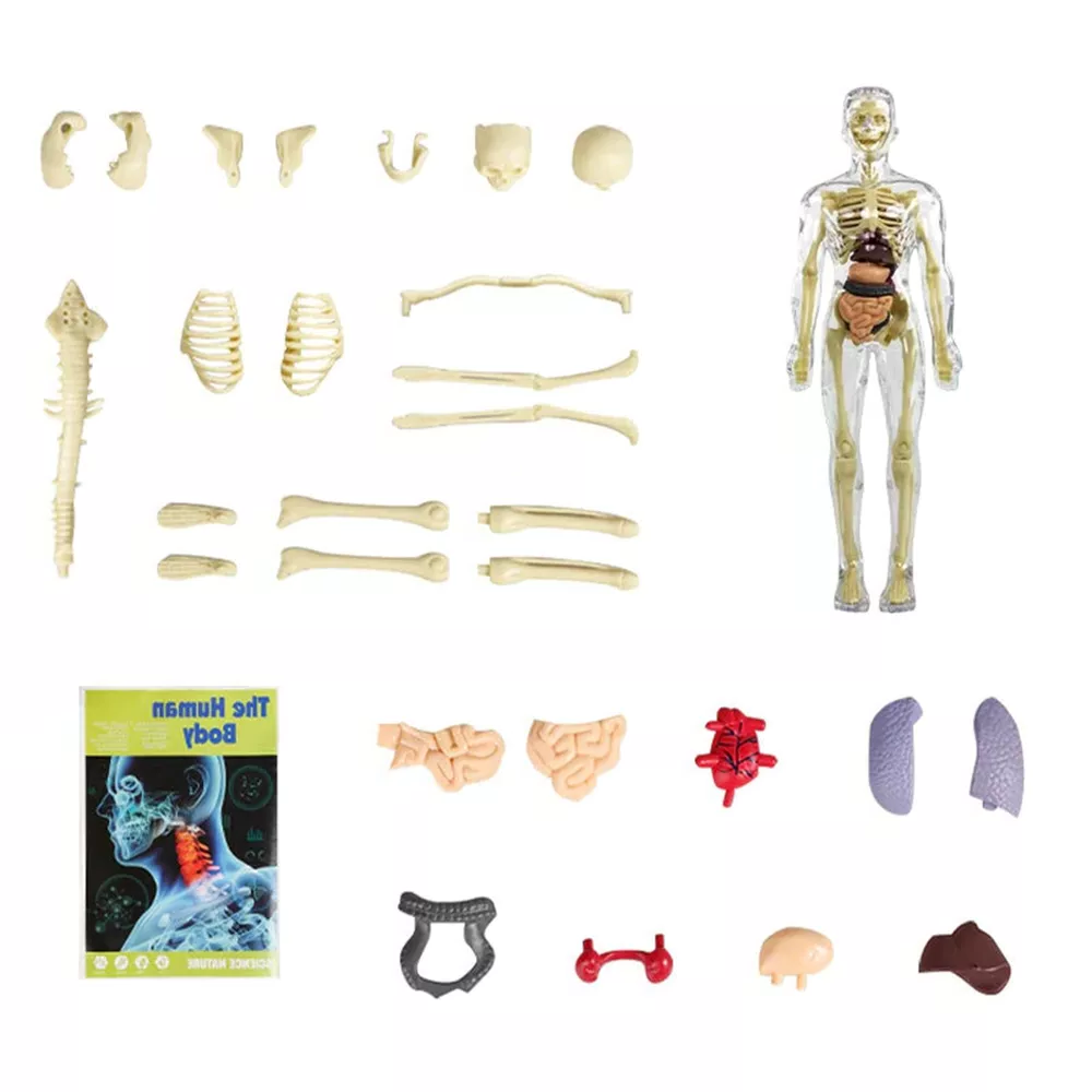 3d Human Body Torso Model for Kids | Anatomy Model Skeleton